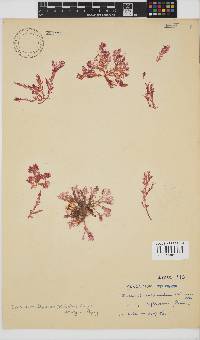 Plocamium telfairiae image