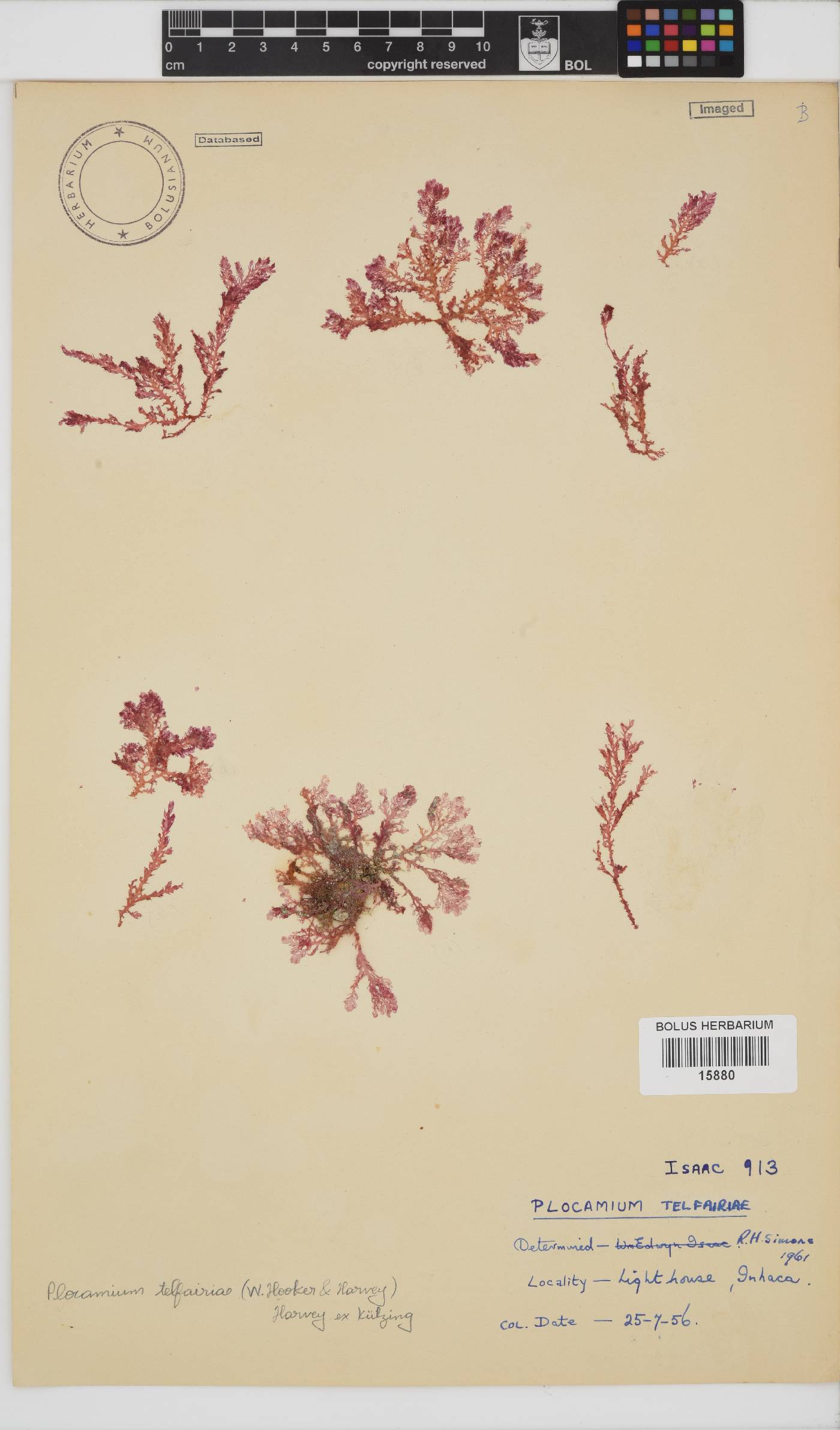 Plocamium telfairiae image