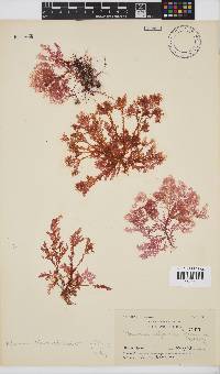 Plocamium telfairiae image