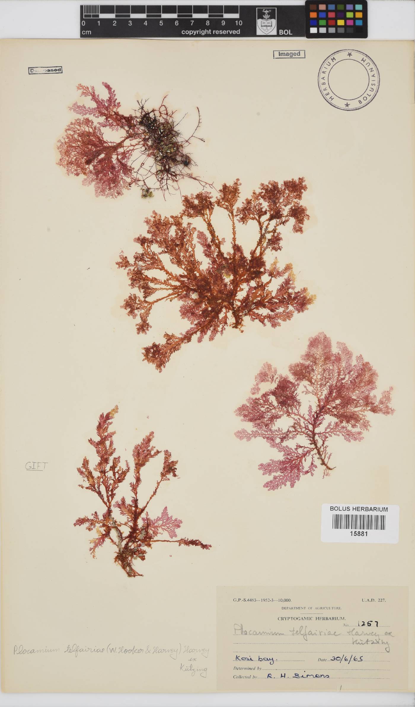Plocamium telfairiae image