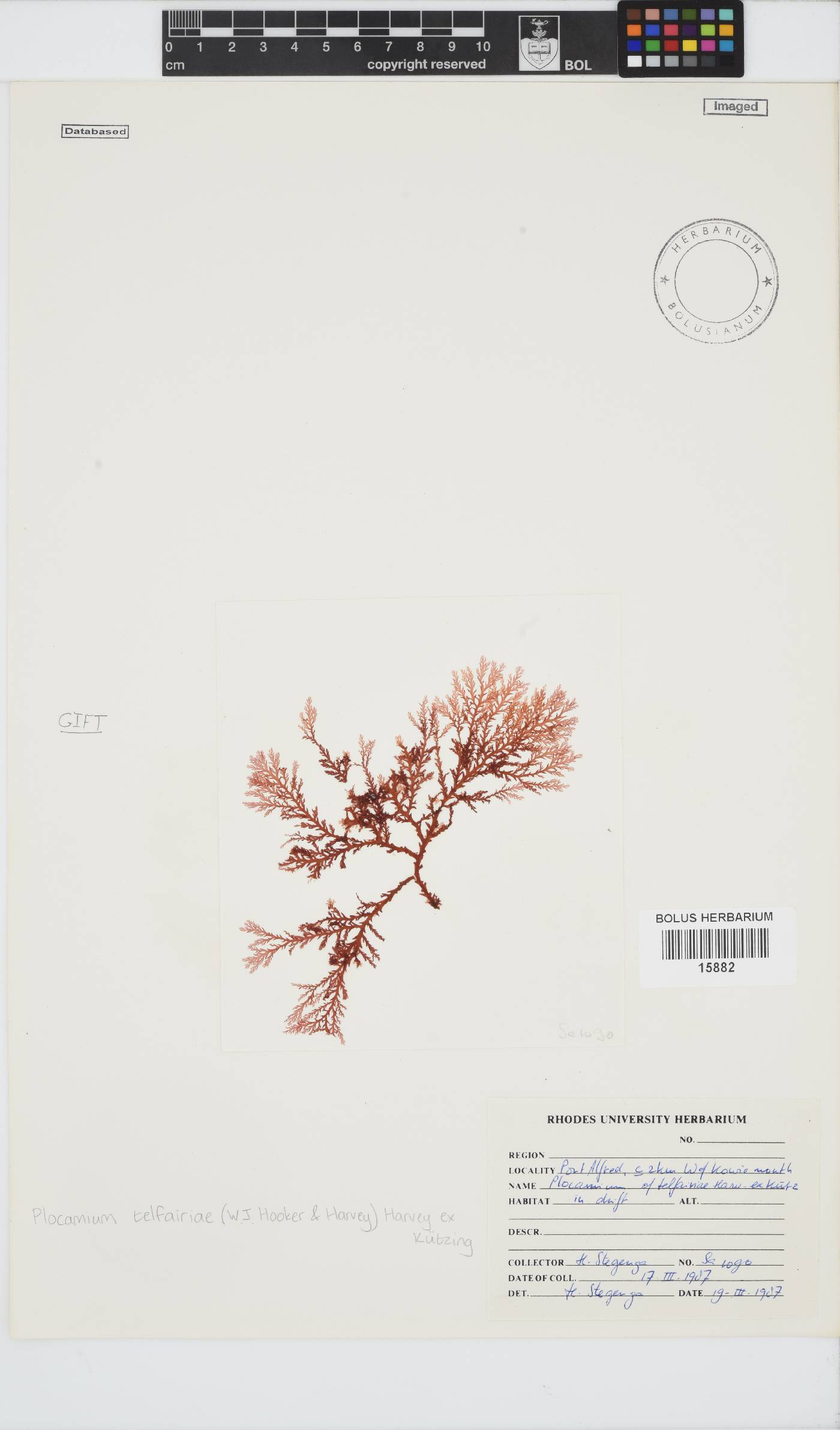 Plocamium telfairiae image
