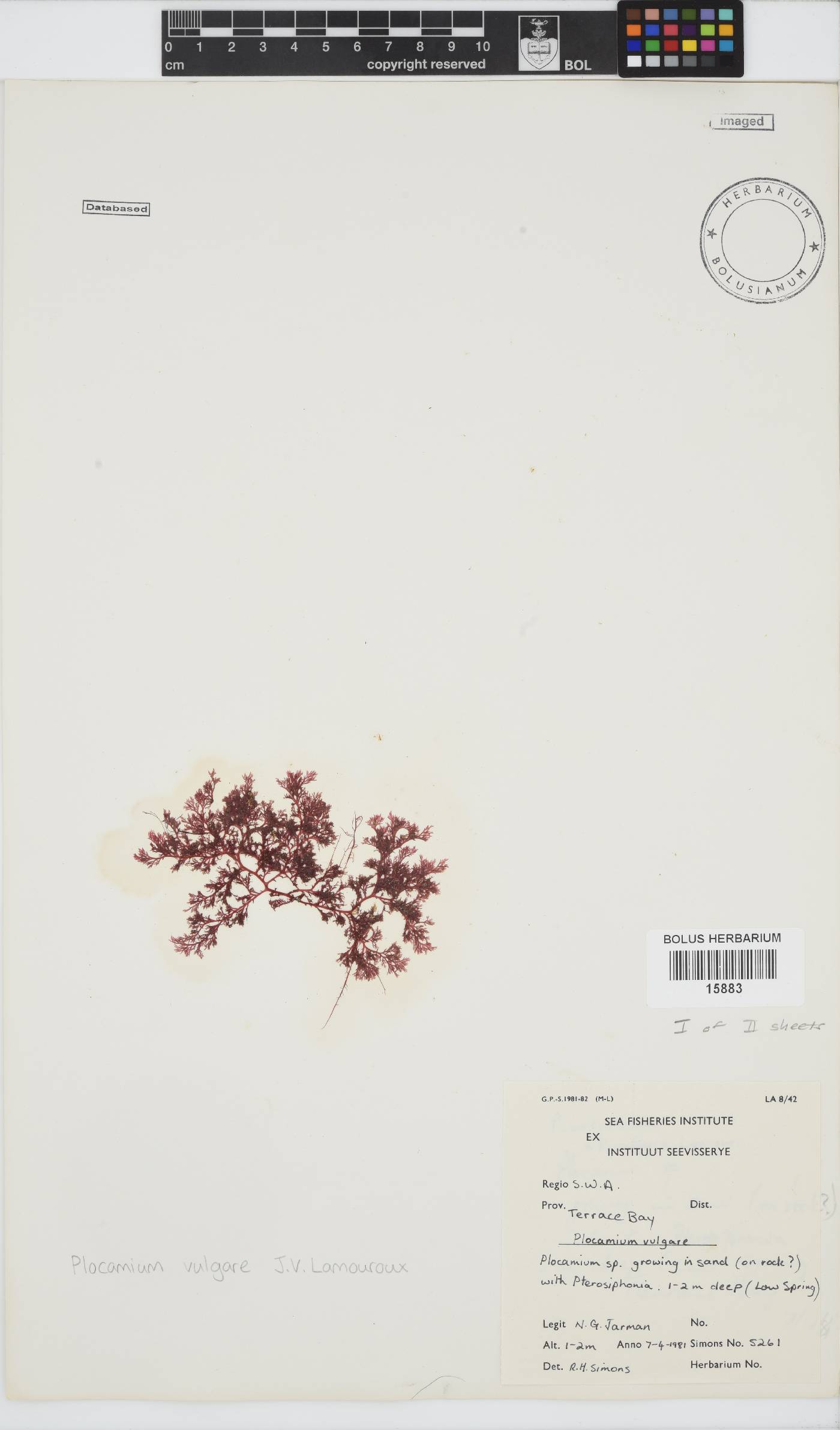 Plocamium cartilagineum image