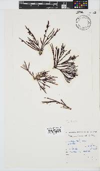 Champia lumbricalis image