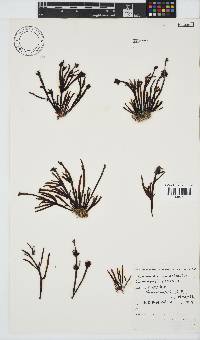 Champia lumbricalis image
