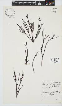 Champia lumbricalis image
