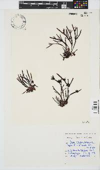 Champia lumbricalis image