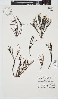 Champia lumbricalis image