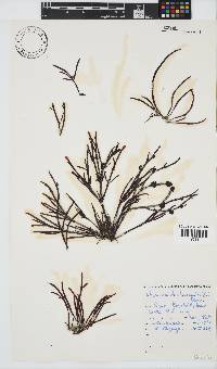 Champia lumbricalis image
