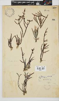 Champia lumbricalis image