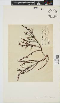 Champia lumbricalis image