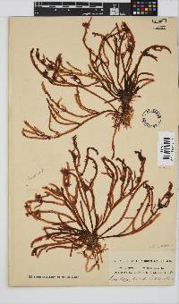 Champia lumbricalis image