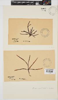 Champia lumbricalis image