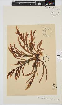 Champia lumbricalis image