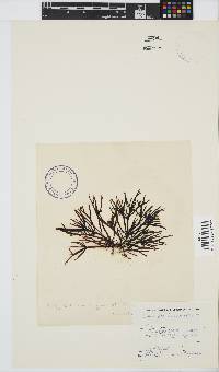 Champia lumbricalis image