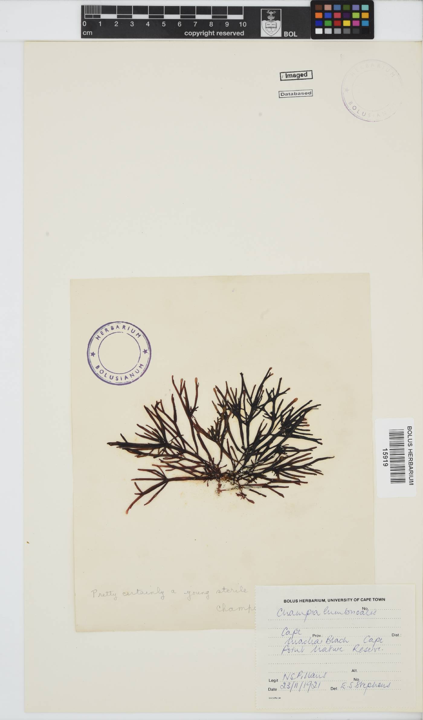Champia lumbricalis image