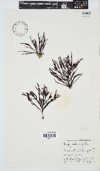 Champia lumbricalis image