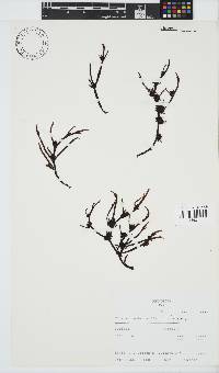 Champia lumbricalis image