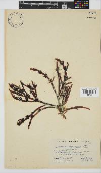 Champia lumbricalis image
