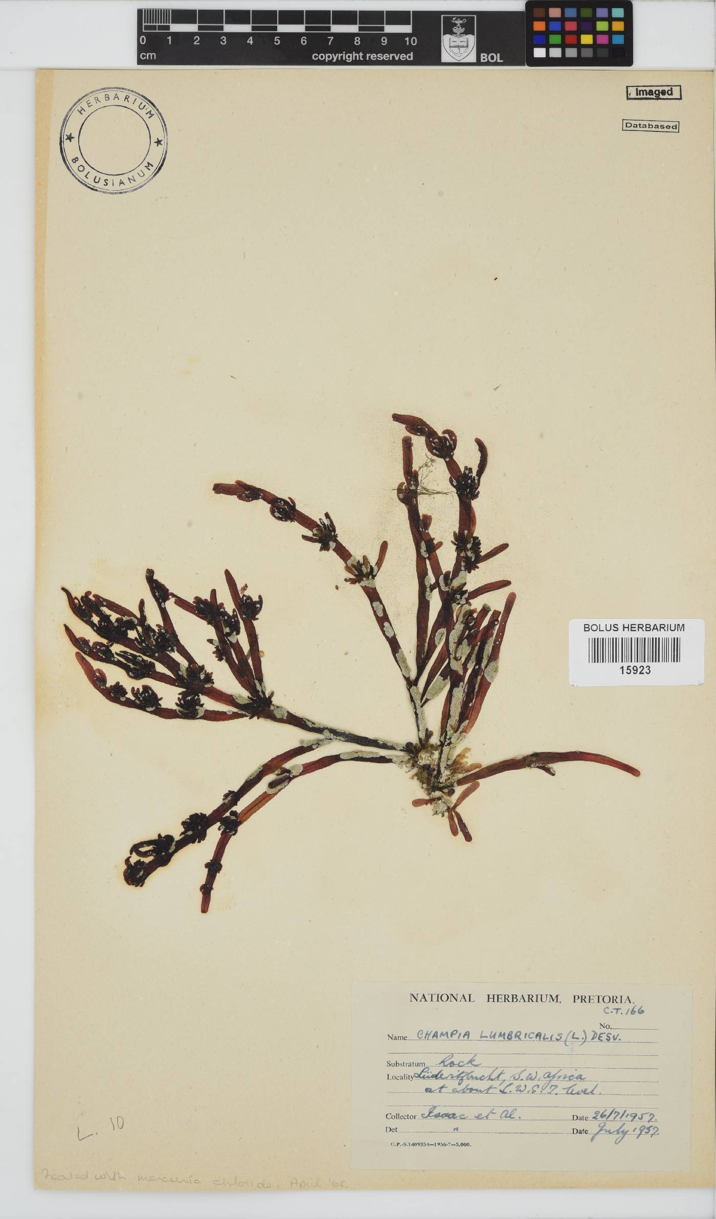 Champia lumbricalis image