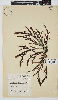 Champia lumbricalis image
