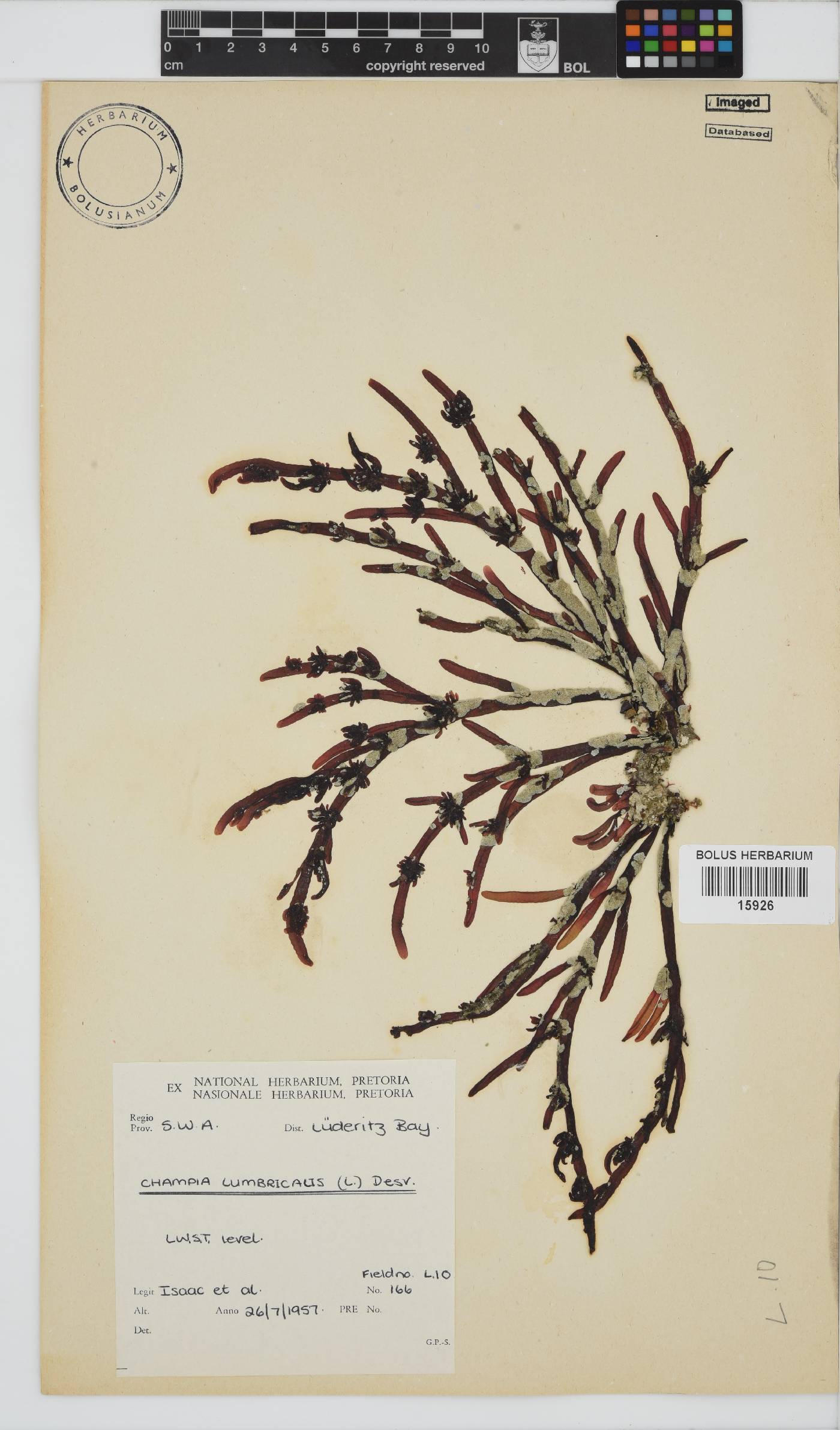 Champia lumbricalis image