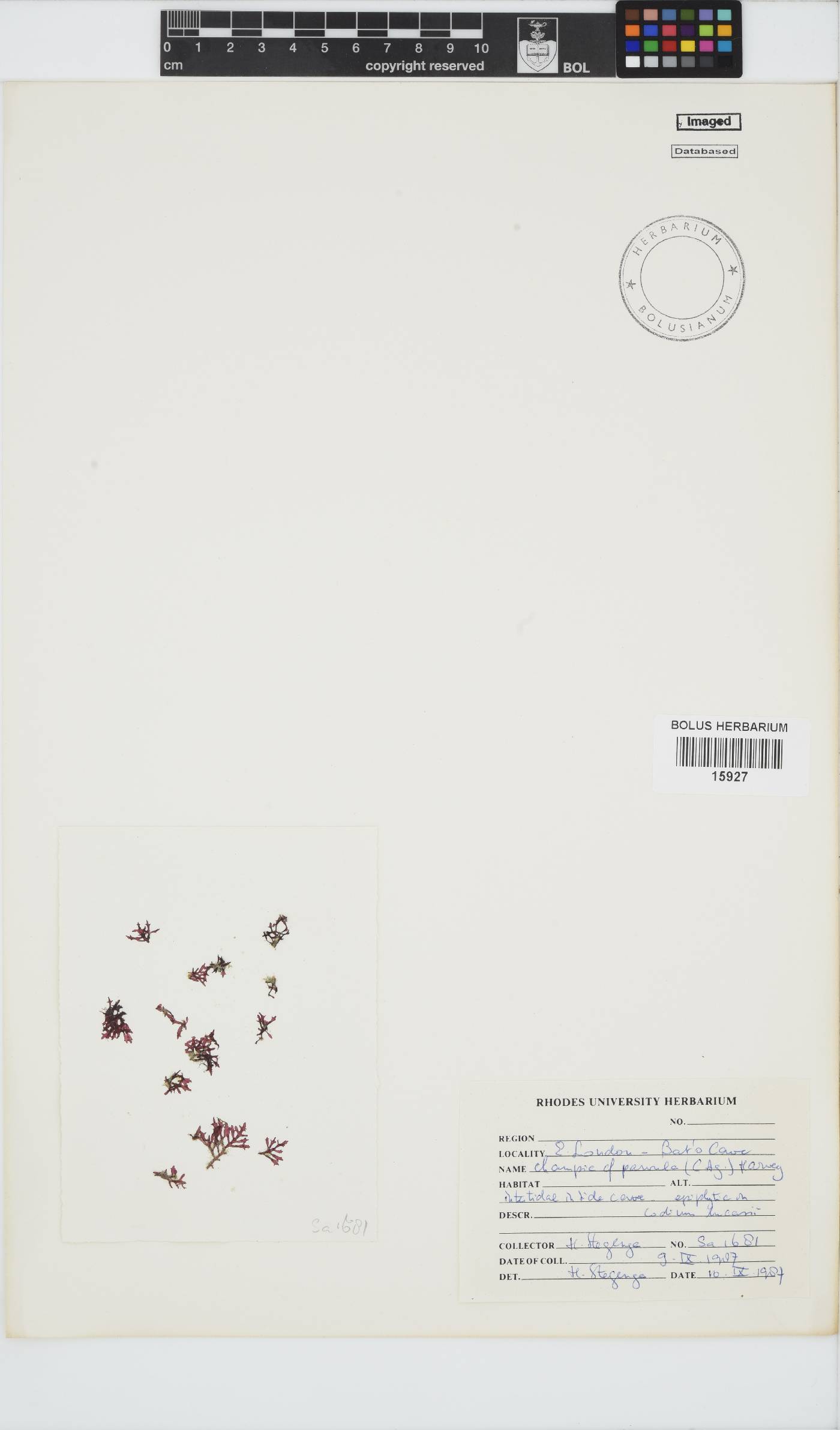 Champia parvula image