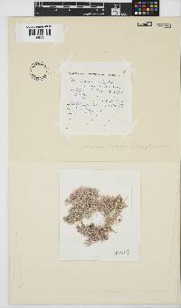 Image of Jania cultrata