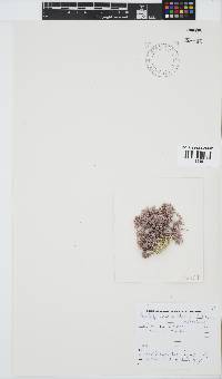 Jania cultrata image
