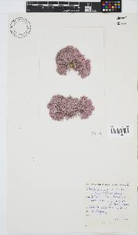Jania cultrata image