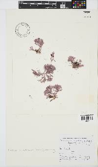 Jania cultrata image