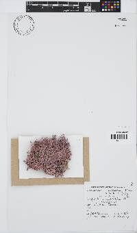 Jania cultrata image