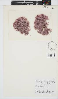 Jania cultrata image