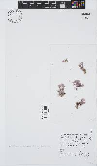 Jania cultrata image