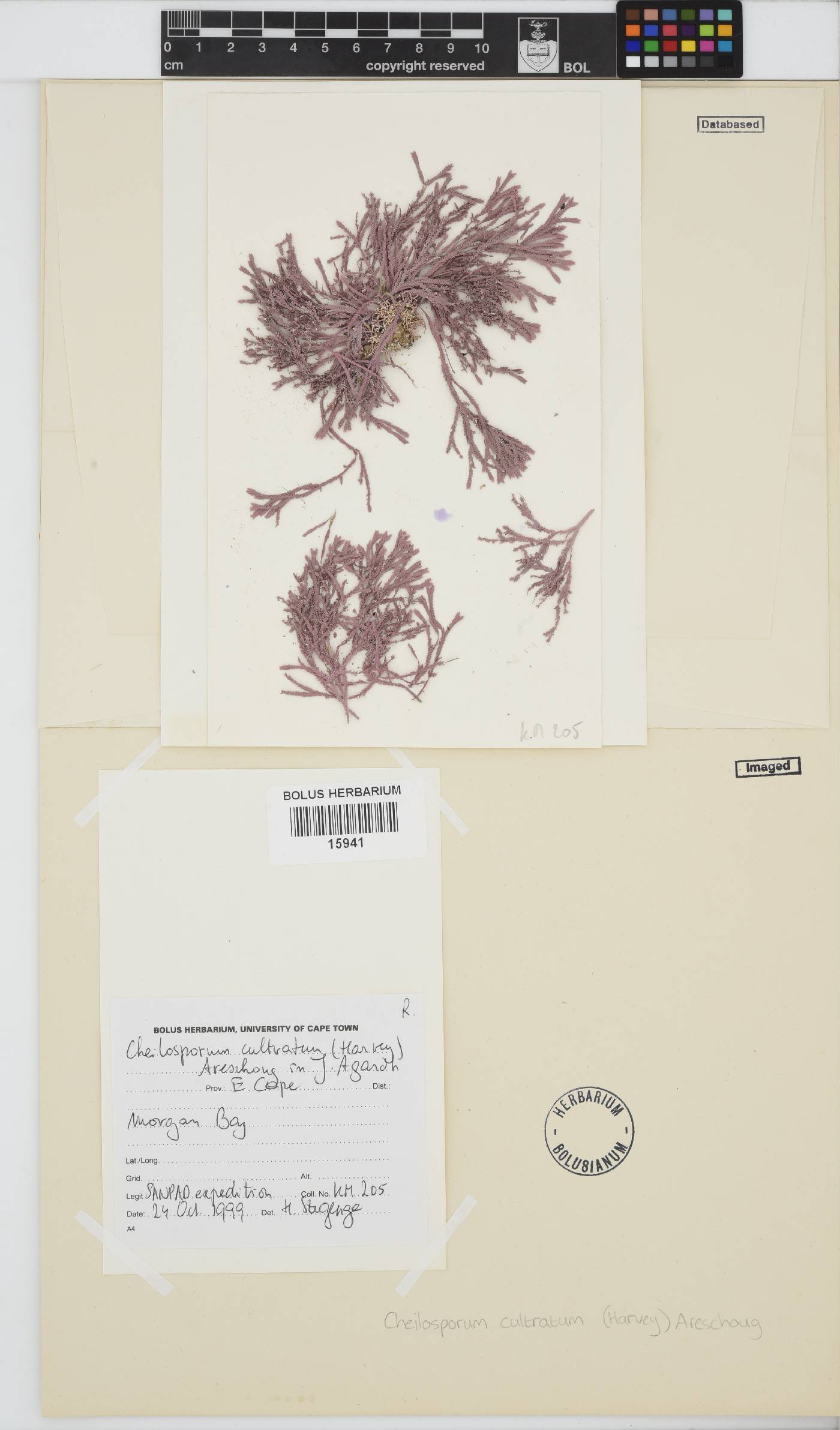 Jania cultrata image