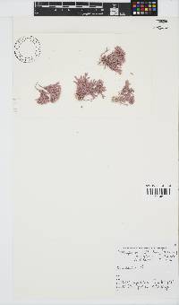 Jania cultrata image