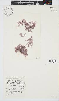 Jania cultrata image