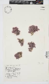Jania cultrata image