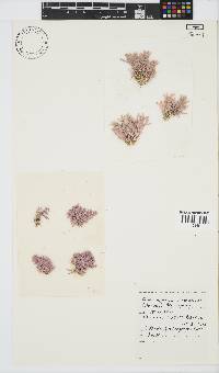 Jania cultrata image