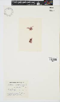 Jania cultrata image