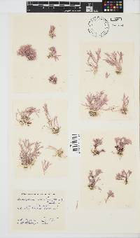 Jania cultrata image