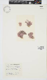 Jania cultrata image