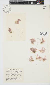 Jania cultrata image