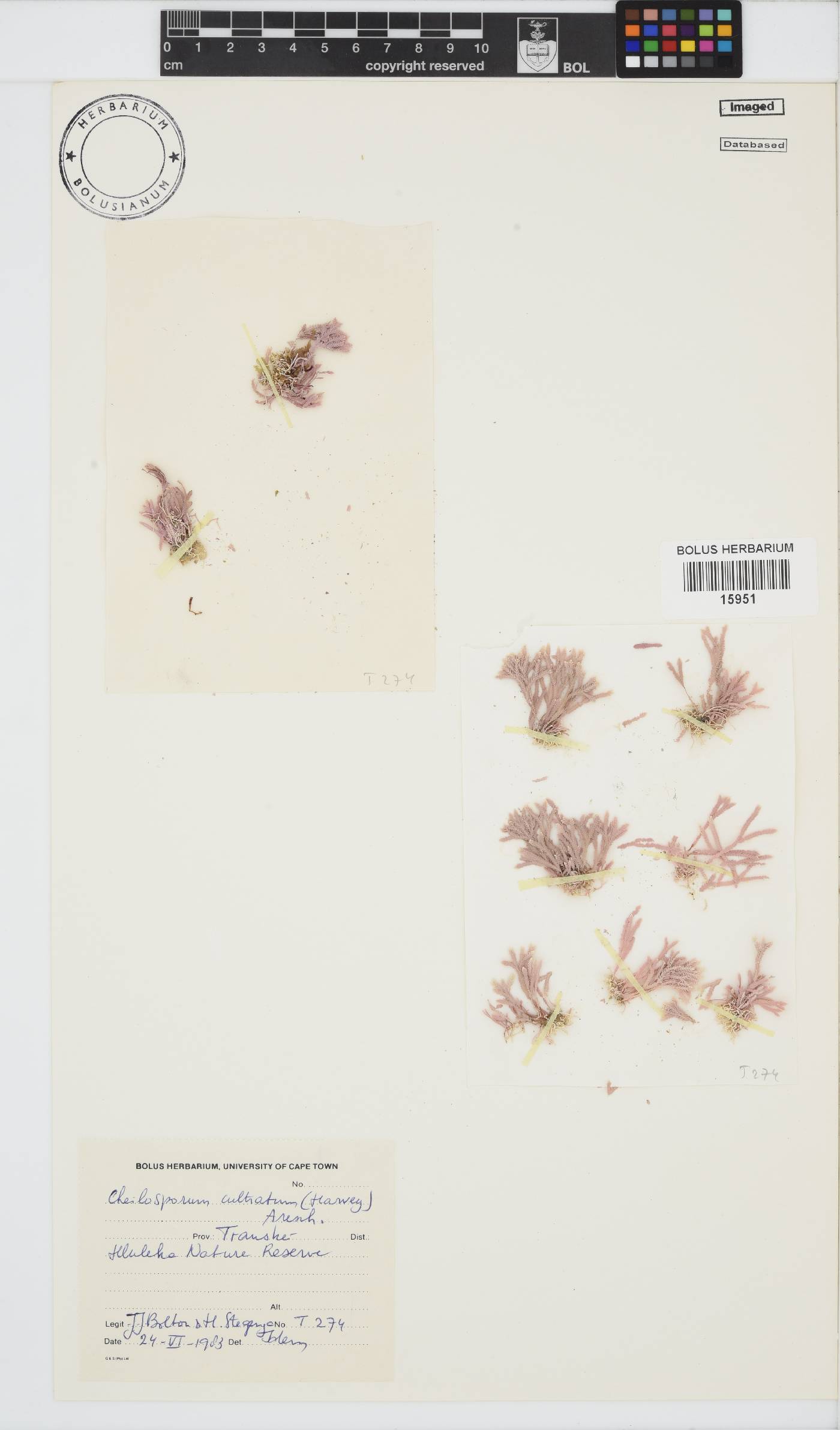 Jania cultrata image