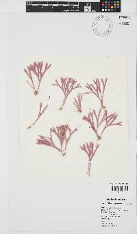 Jania cultrata image
