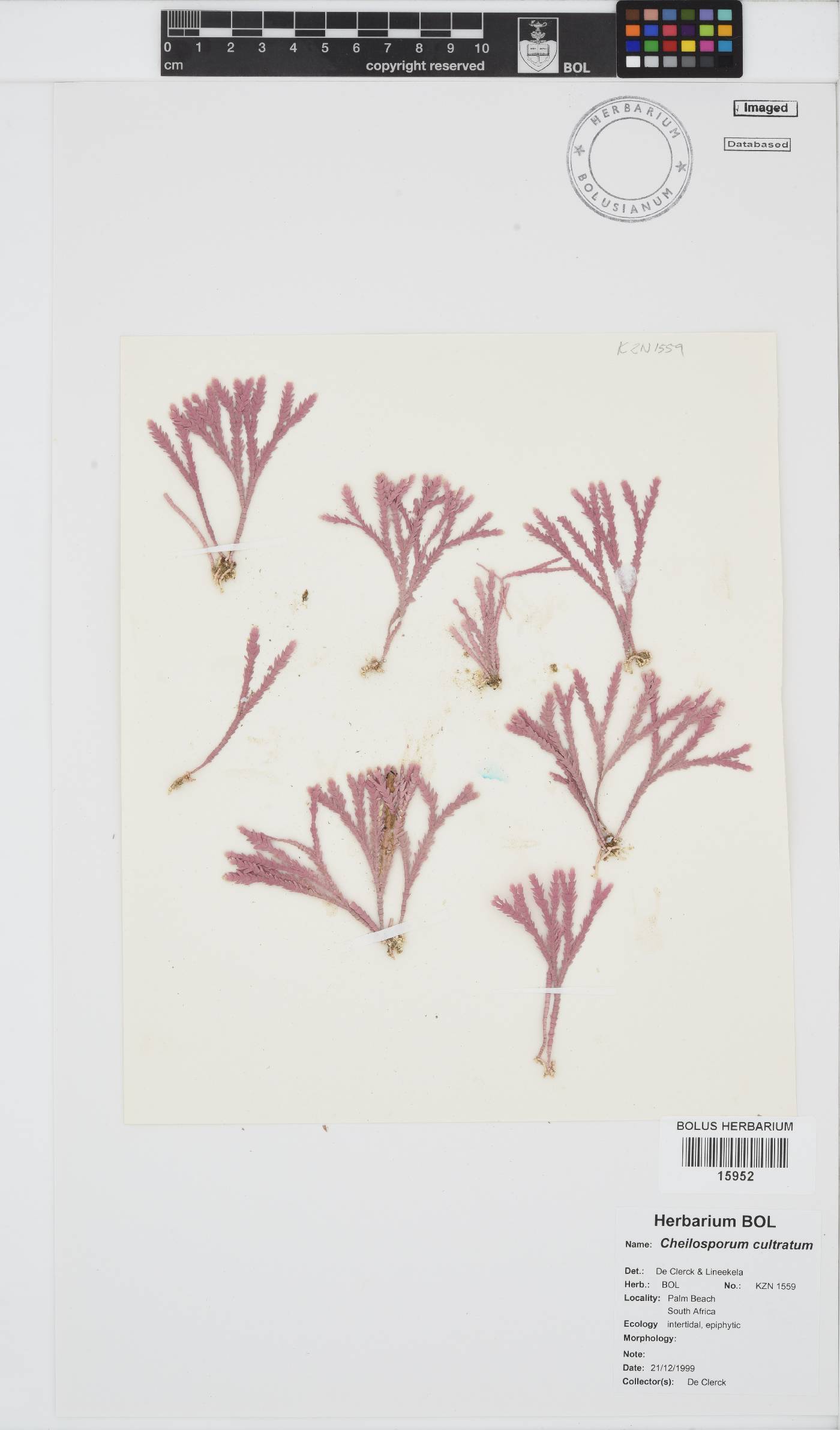 Jania cultrata image