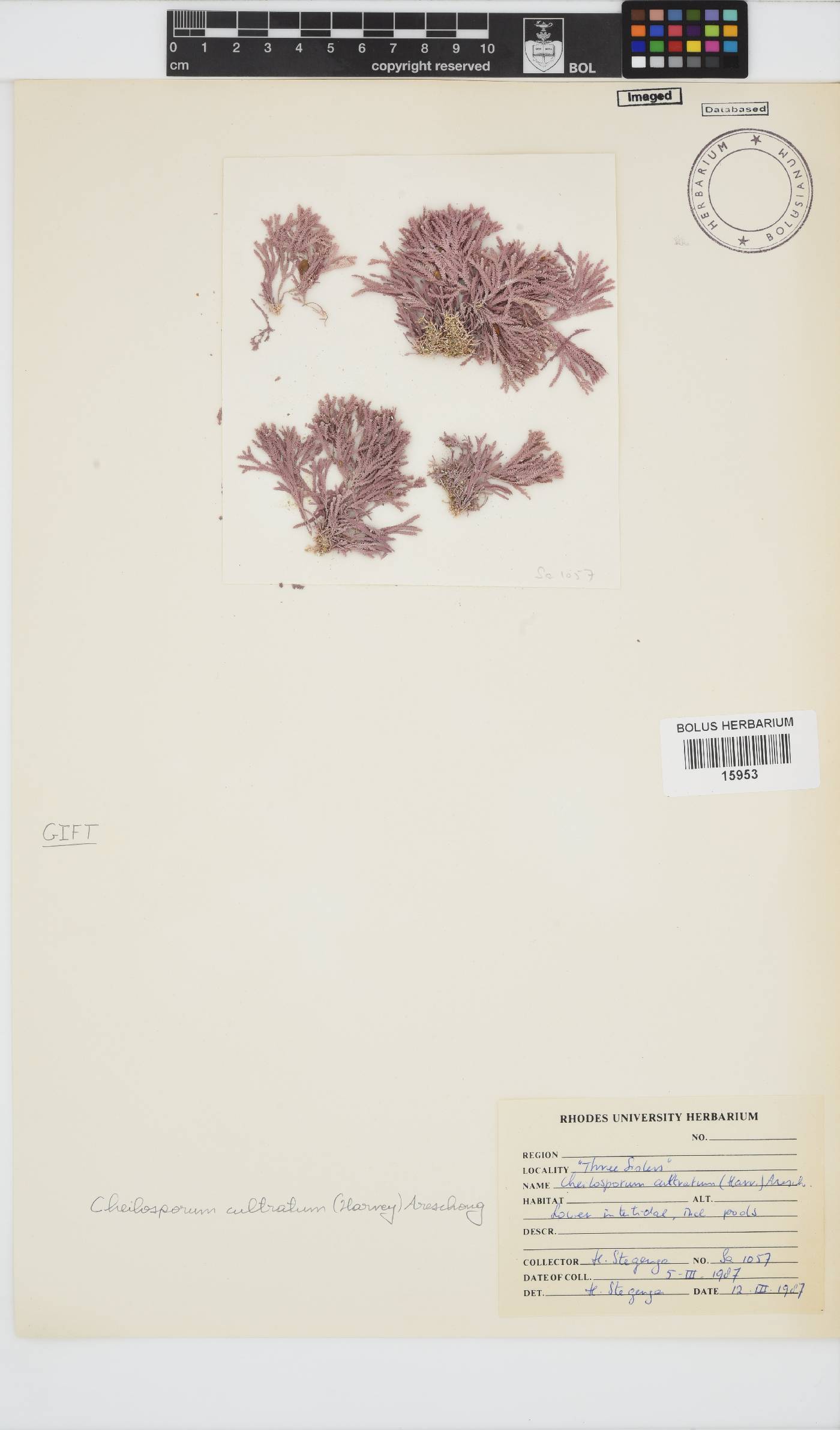 Jania cultrata image
