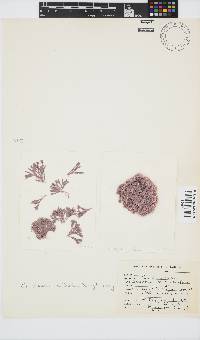 Jania cultrata image