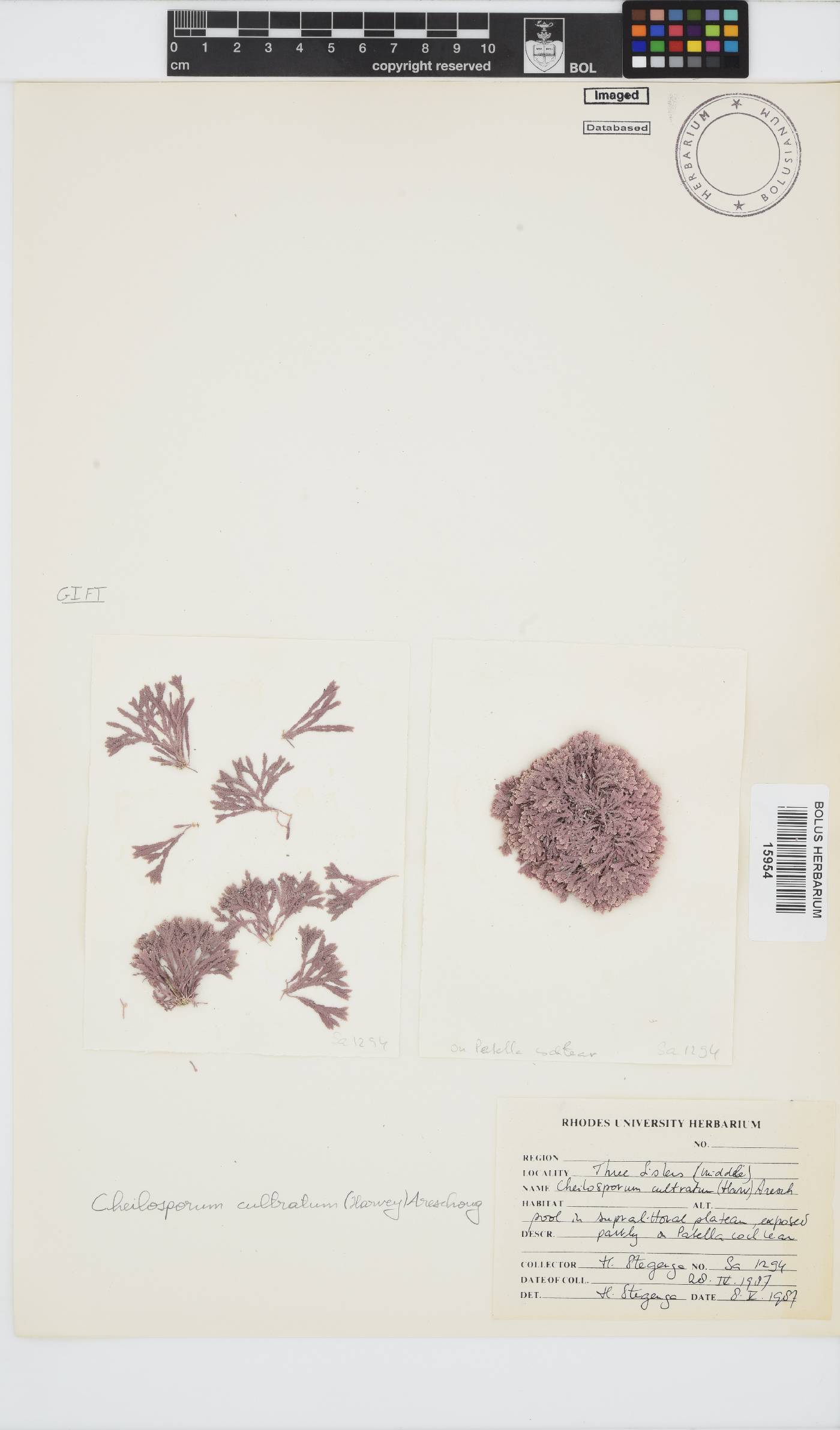 Jania cultrata image