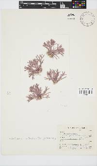 Jania cultrata image