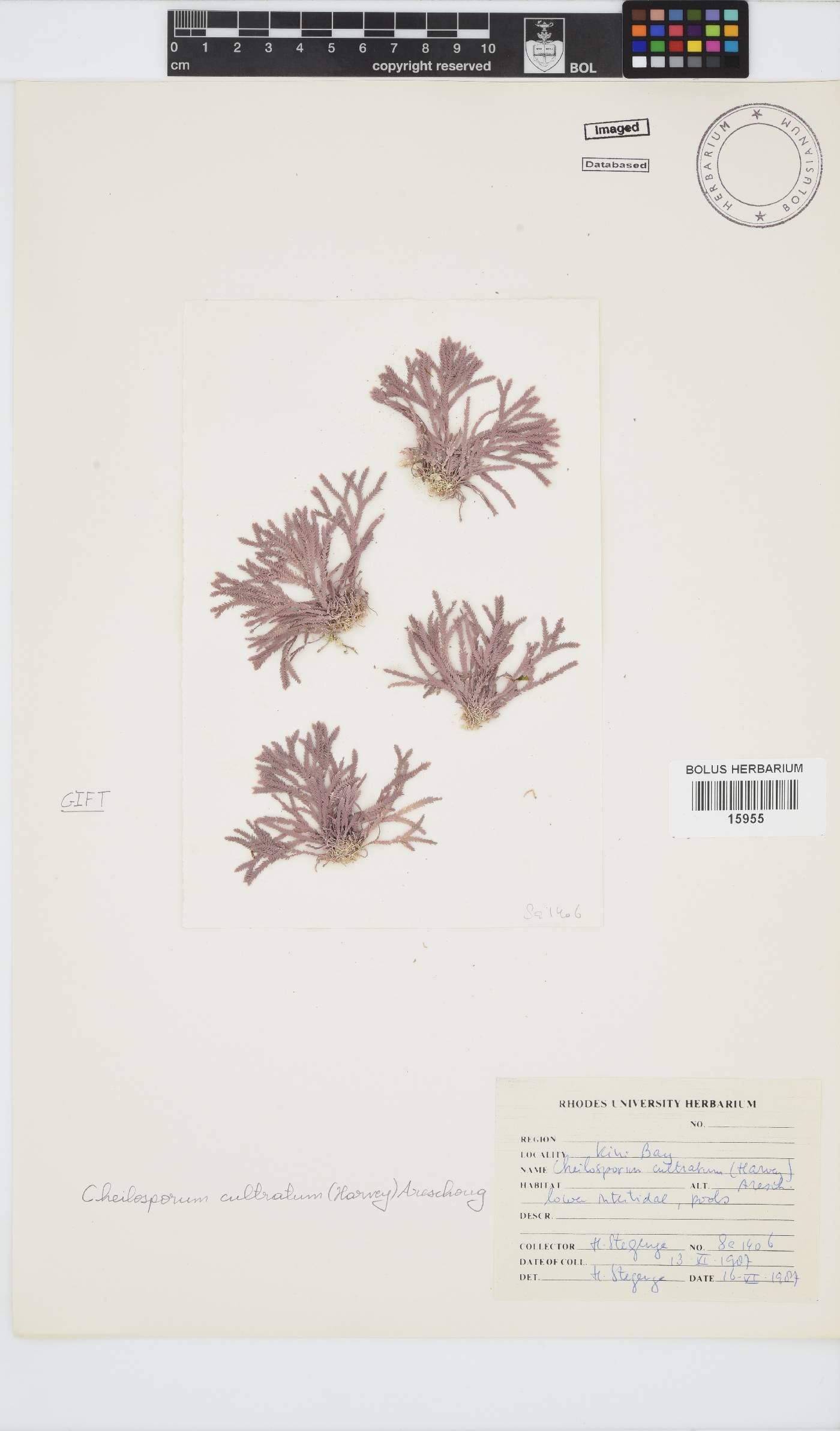 Jania cultrata image